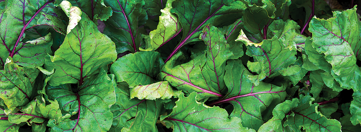 swiss chard