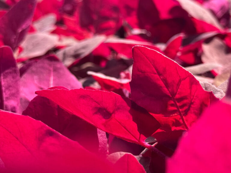 red leaves mountain spinach