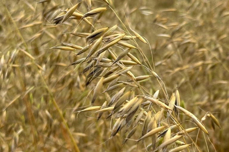 royal ancient oats in a field tan pant
