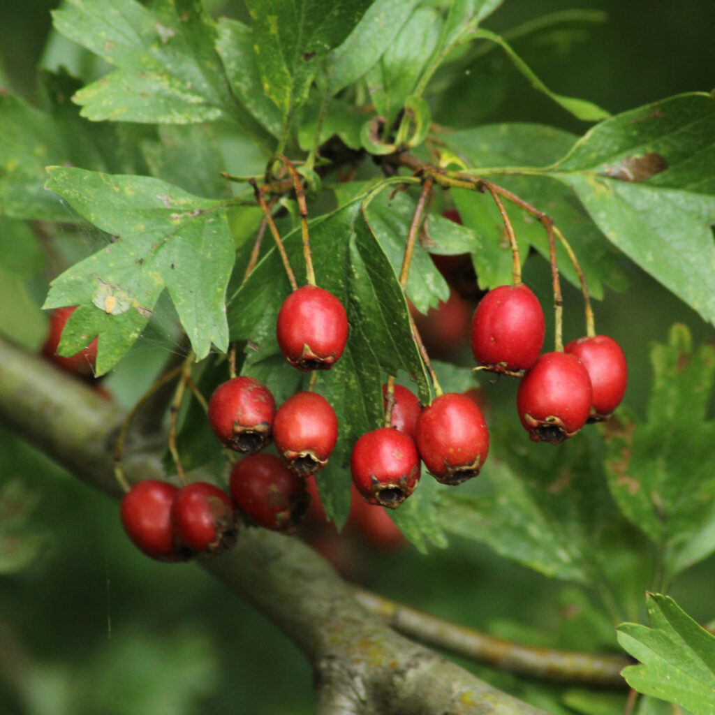 hawthorn berries on hawthorn tree