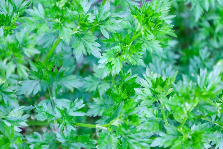 parsley greens with small leaves