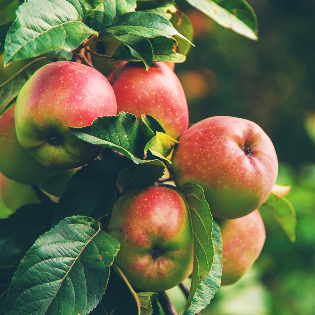 apple pectin