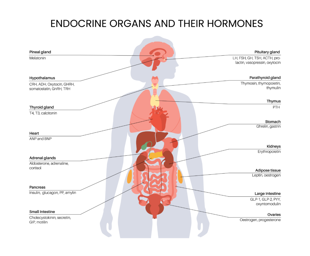 endocrine organs and their hormones