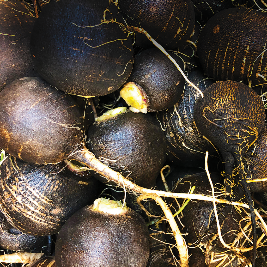 spanish black radish