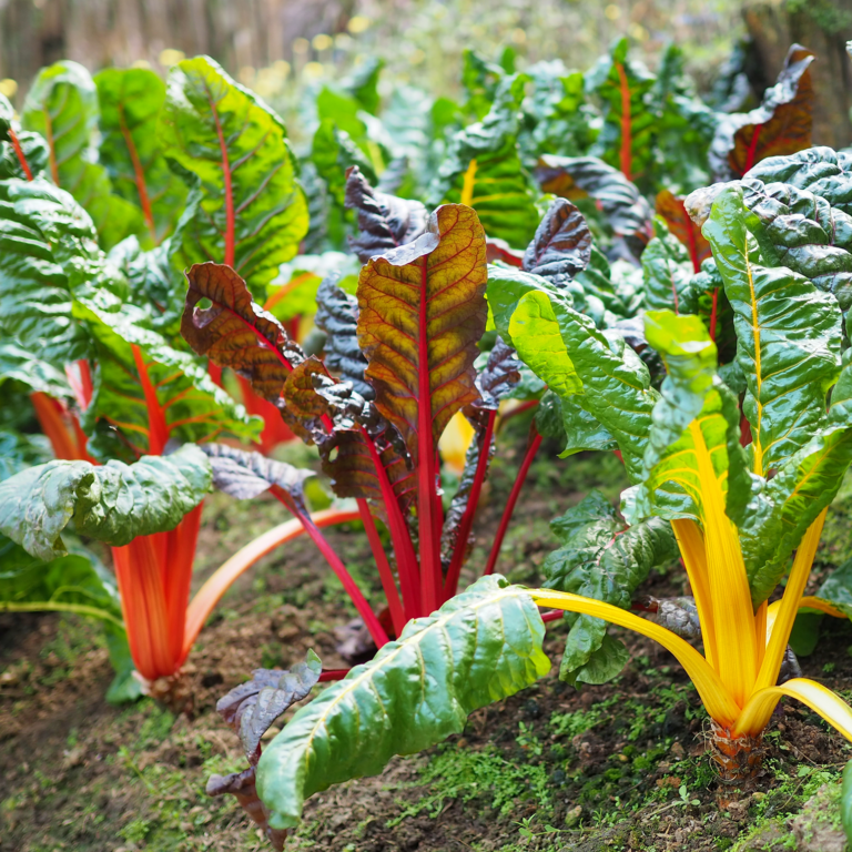 swiss chard