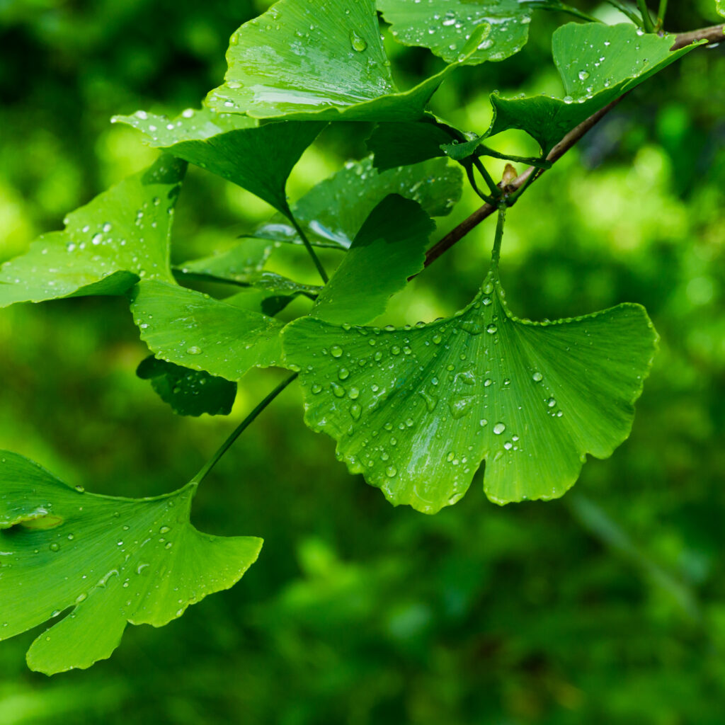 ginkgo biloba