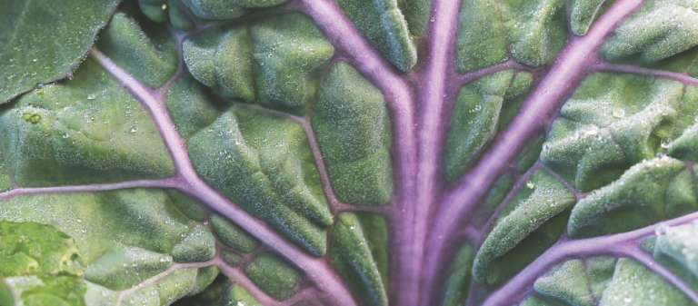 kale leaf close up