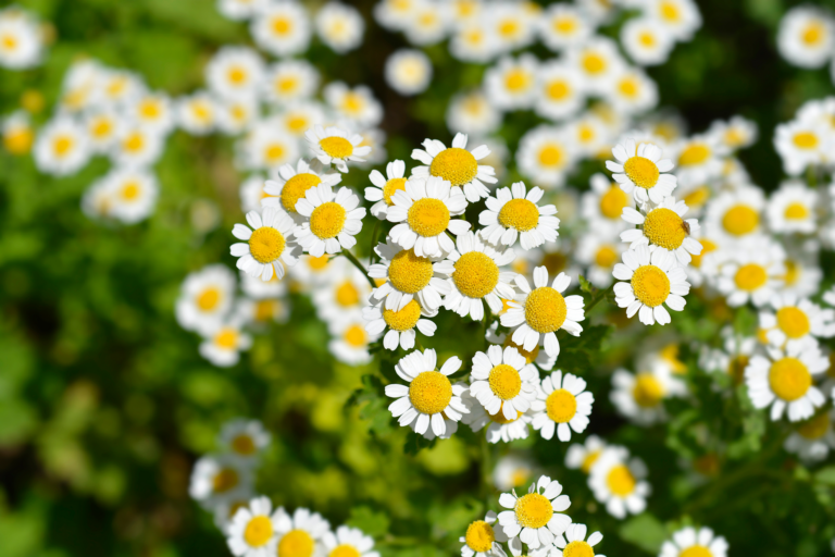 feverfew