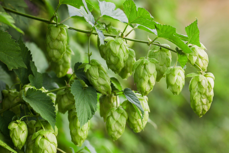 hops on the vine