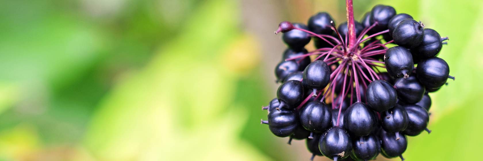 siberian ginseng