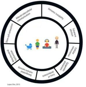 Folder labeled "STRESS MANAGEMENT with MAGNESIUM & ASHWAGANDHA" lies on a wooden desk. Nearby are a cup of coffee, paperclips, and plant leaves.