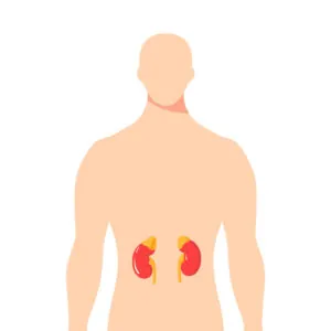 Adrenal-Glands_1219639291-300x300-1
