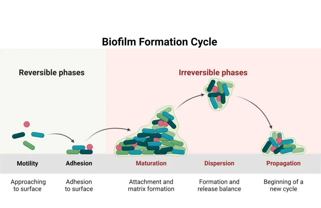 Microorganisms undergo phases: motility shows them moving freely; adhesion depicts them attaching to a surface; maturation illustrates growth; dispersion shows separation; propagation depicts spread. Reversible phases transition to irreversible phases.