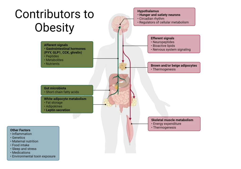 Factors-Contributing-to-Obesity-1024x717