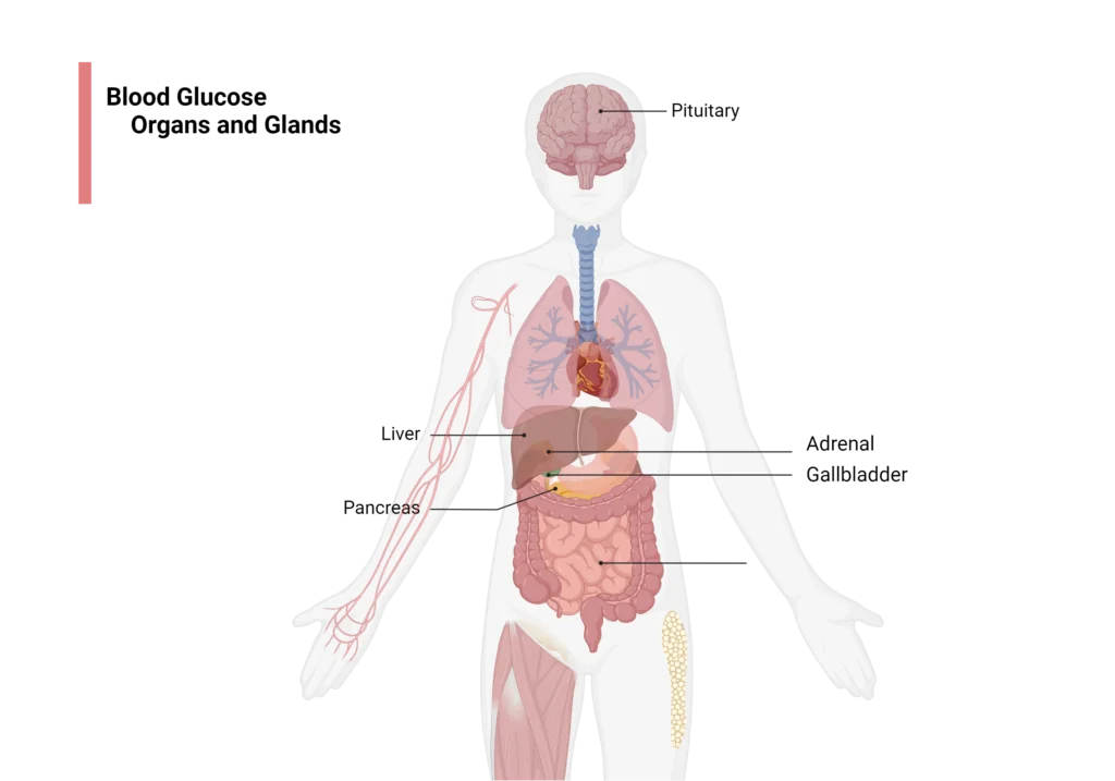 Glucose-Transporters-Distribution-1024x717