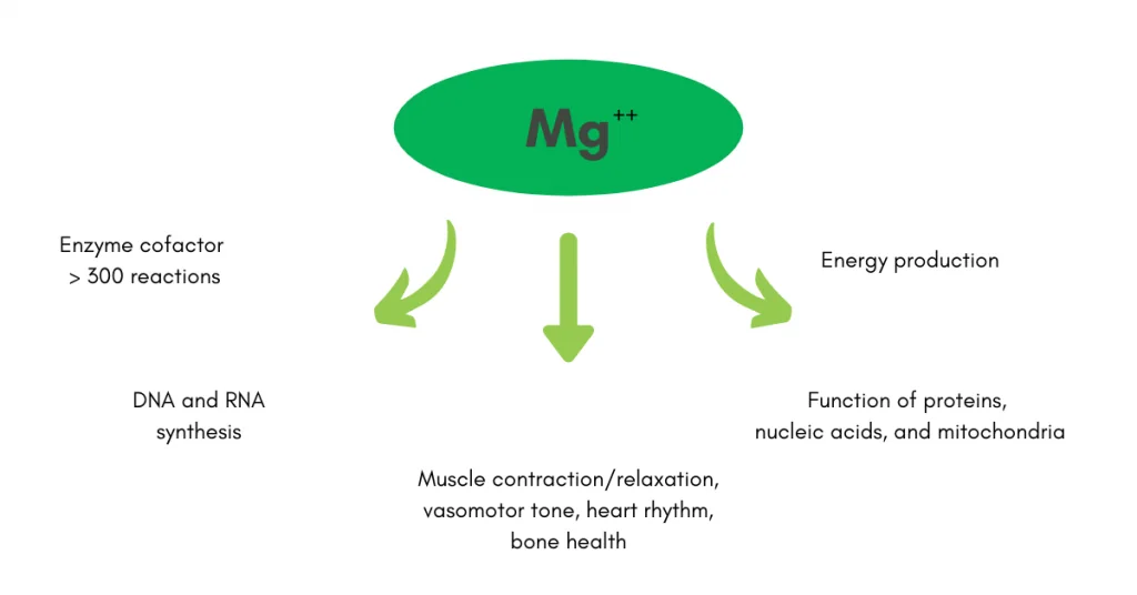 Mg++ in a green oval, central, links to functions via arrows: enzyme cofactor, DNA/RNA synthesis, muscle health, energy production, and protein function; surrounding text explains roles.