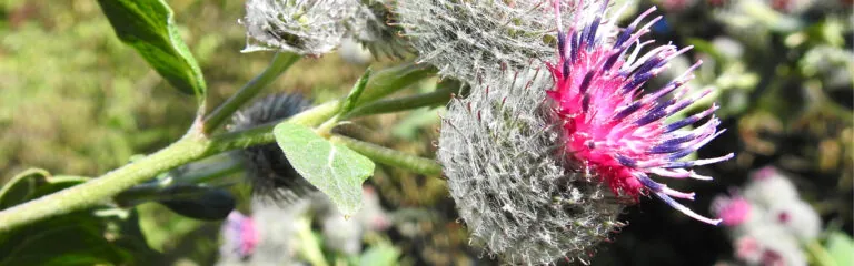 A vibrant thistle flower displays pink and purple spiky petals, growing from a fuzzy, green stem with leaves, surrounded by a blurred natural background.