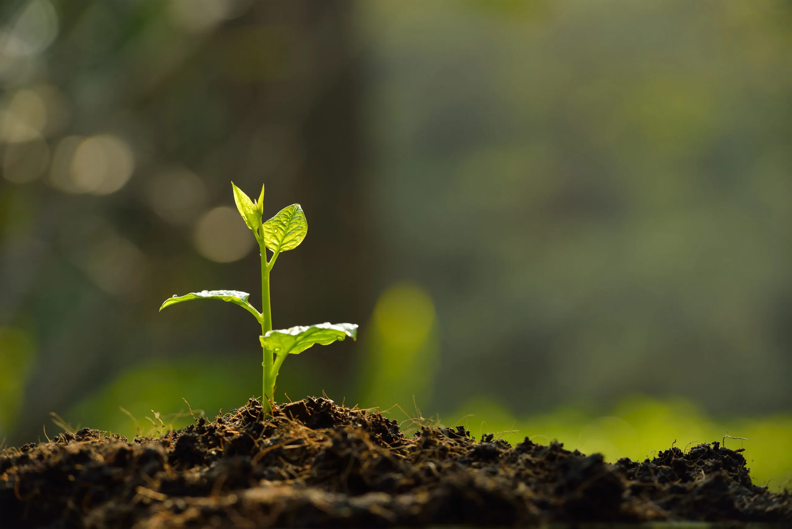 A small green plant sprouts from dark soil, reaching upward, surrounded by a softly blurred, sunlit natural background.