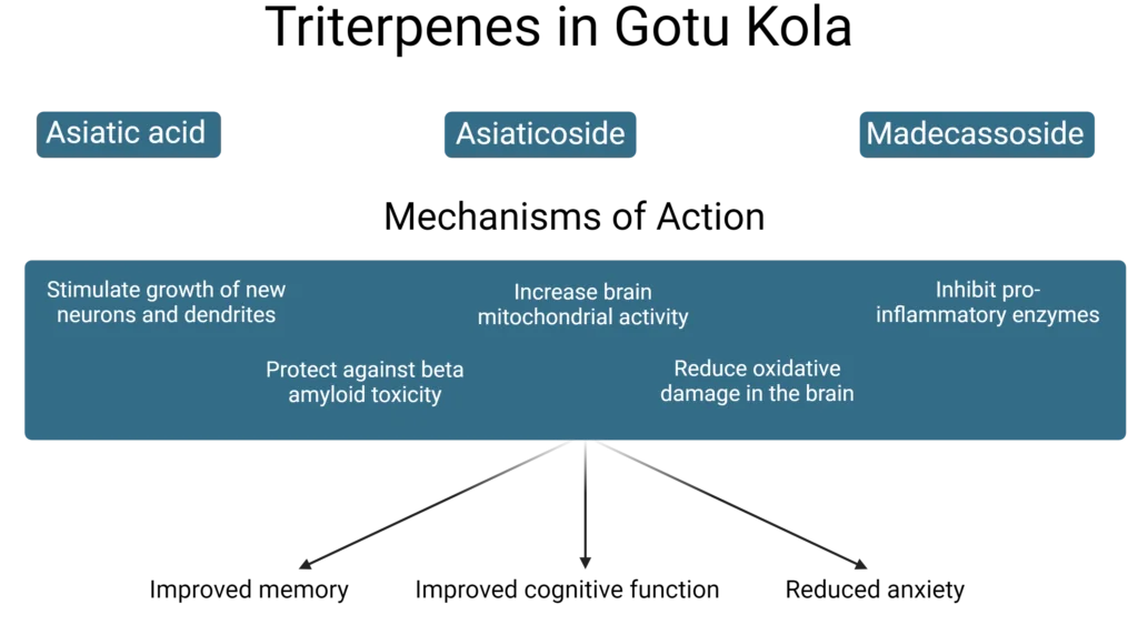 Gotu Kola Neuroplasticity