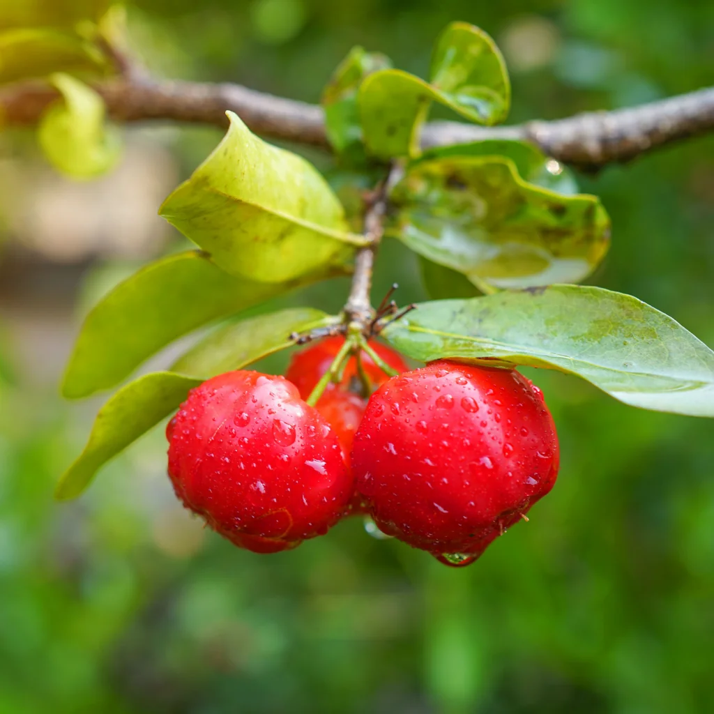 acerola cherries