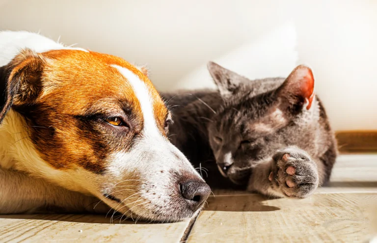 happy and relaxed dog and cat
