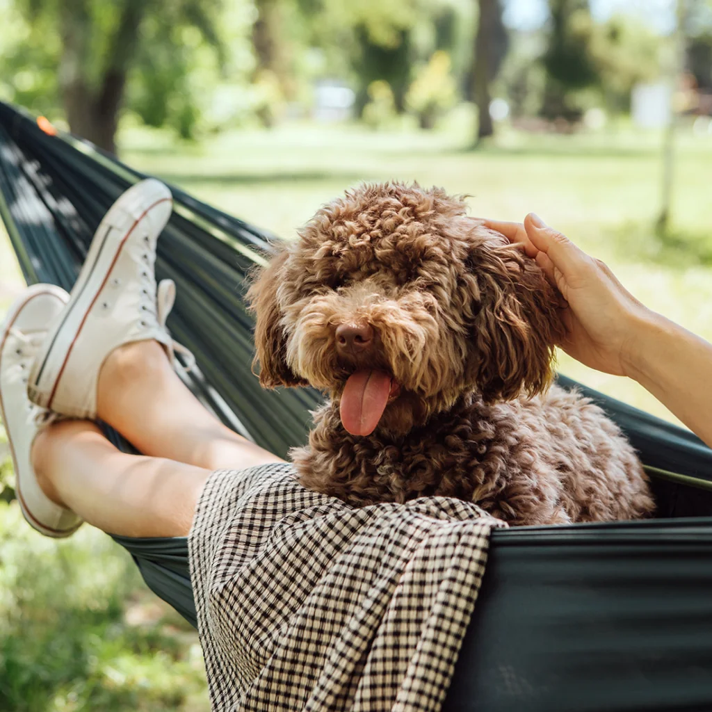 dog and person in hammock resting