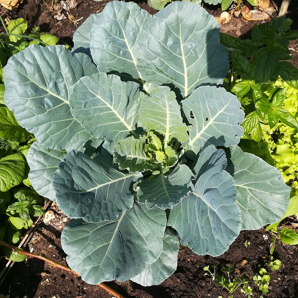 collard greens as a source of folate