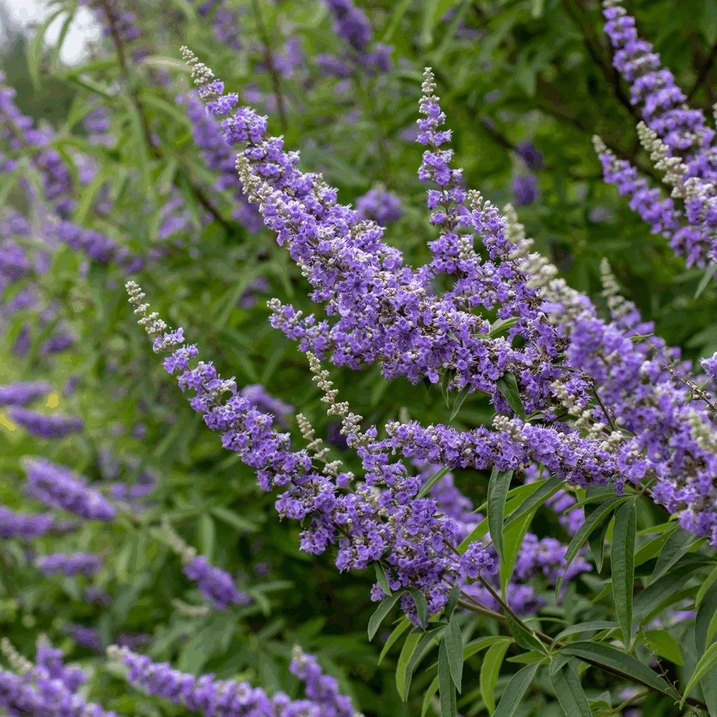 Vitex (Chaste tree)