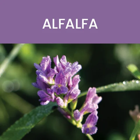 alfalfa color of food tile