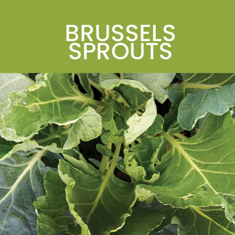 brussels sprouts color of food tile