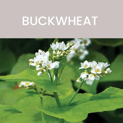 buckwheat color of food tile