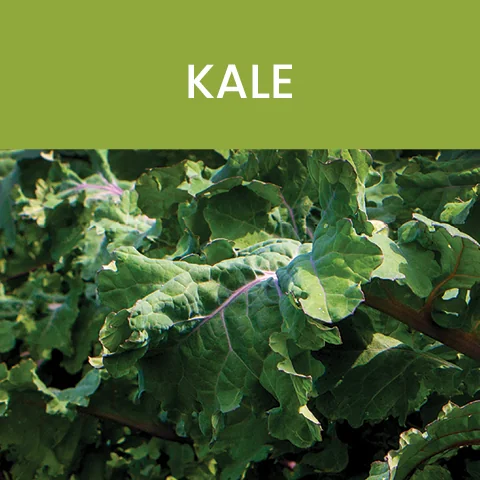 kale color of food tile