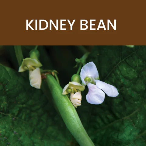 kidney bean whole food advantage tile