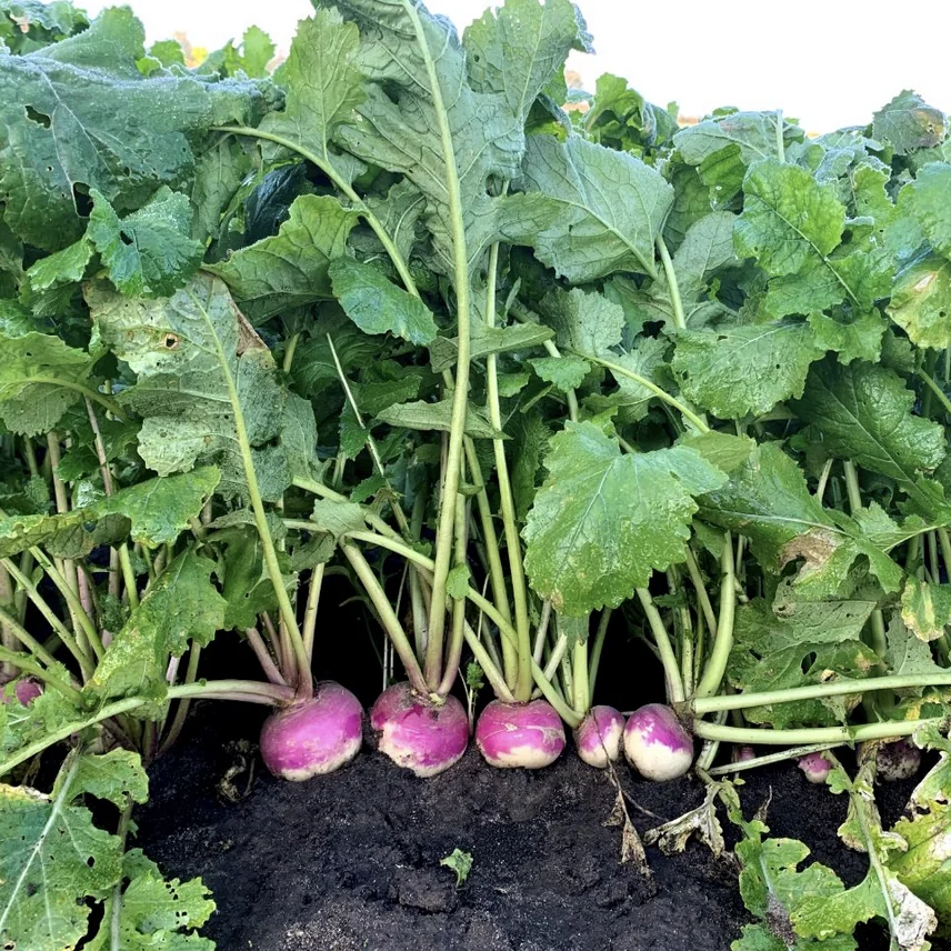 turnips in the garden