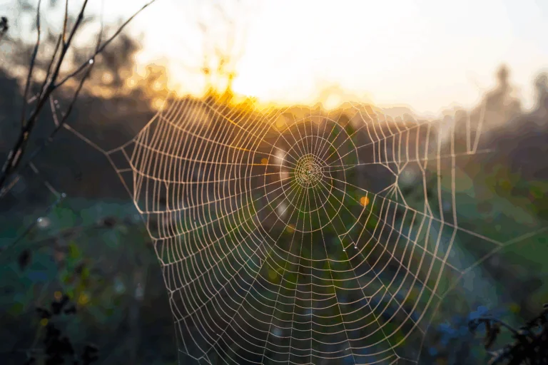 spider web