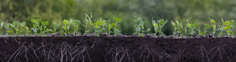 soil with pea shoots and roots