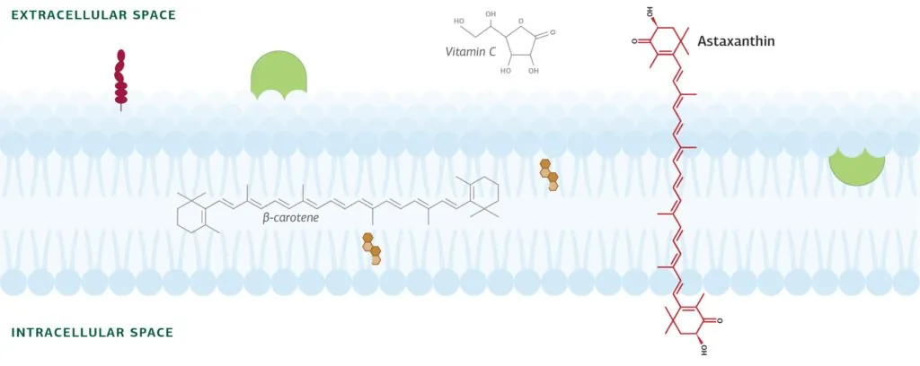 antioxidant built for the bilayer