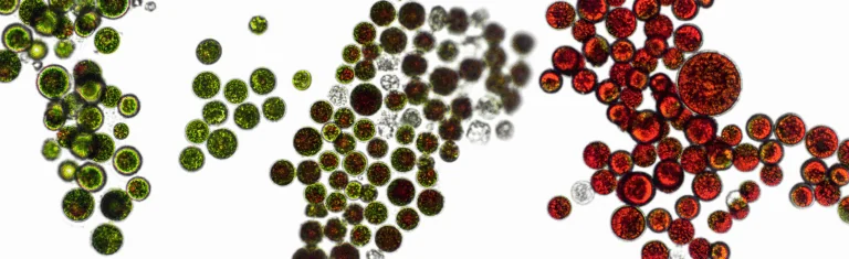 green algae turns red