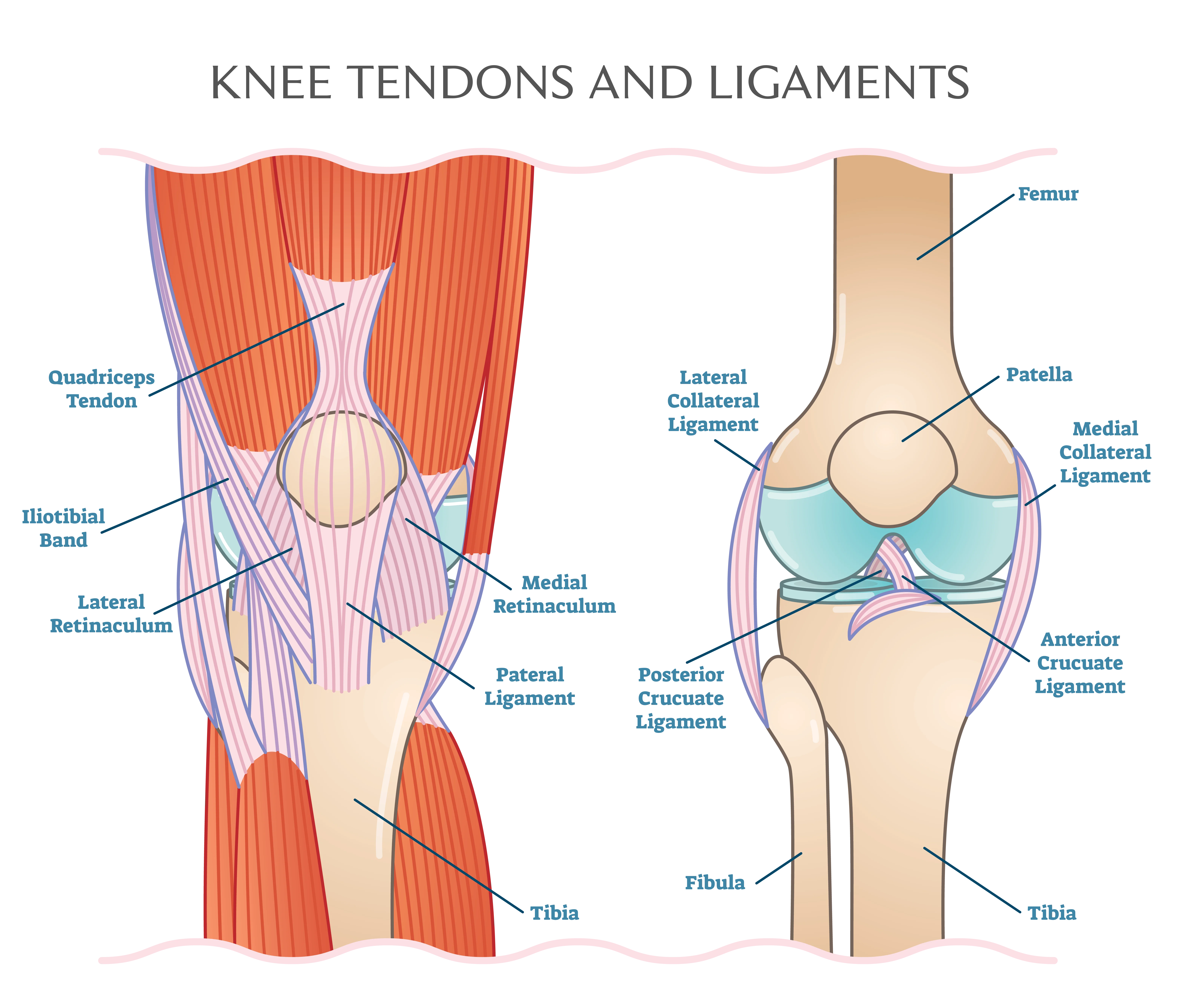 knee tendons and ligaments