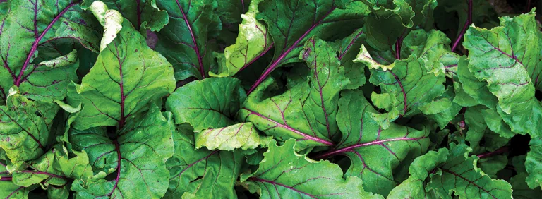 swiss chard