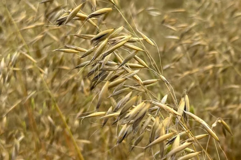 royal ancient oats in a field tan pant