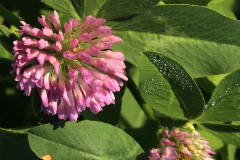 red clover plant which is pink puffy flower and green leaves