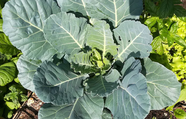 collard greens big leafs in a circle