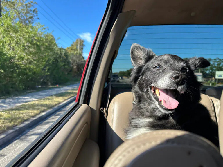happy elderly dog riding in car