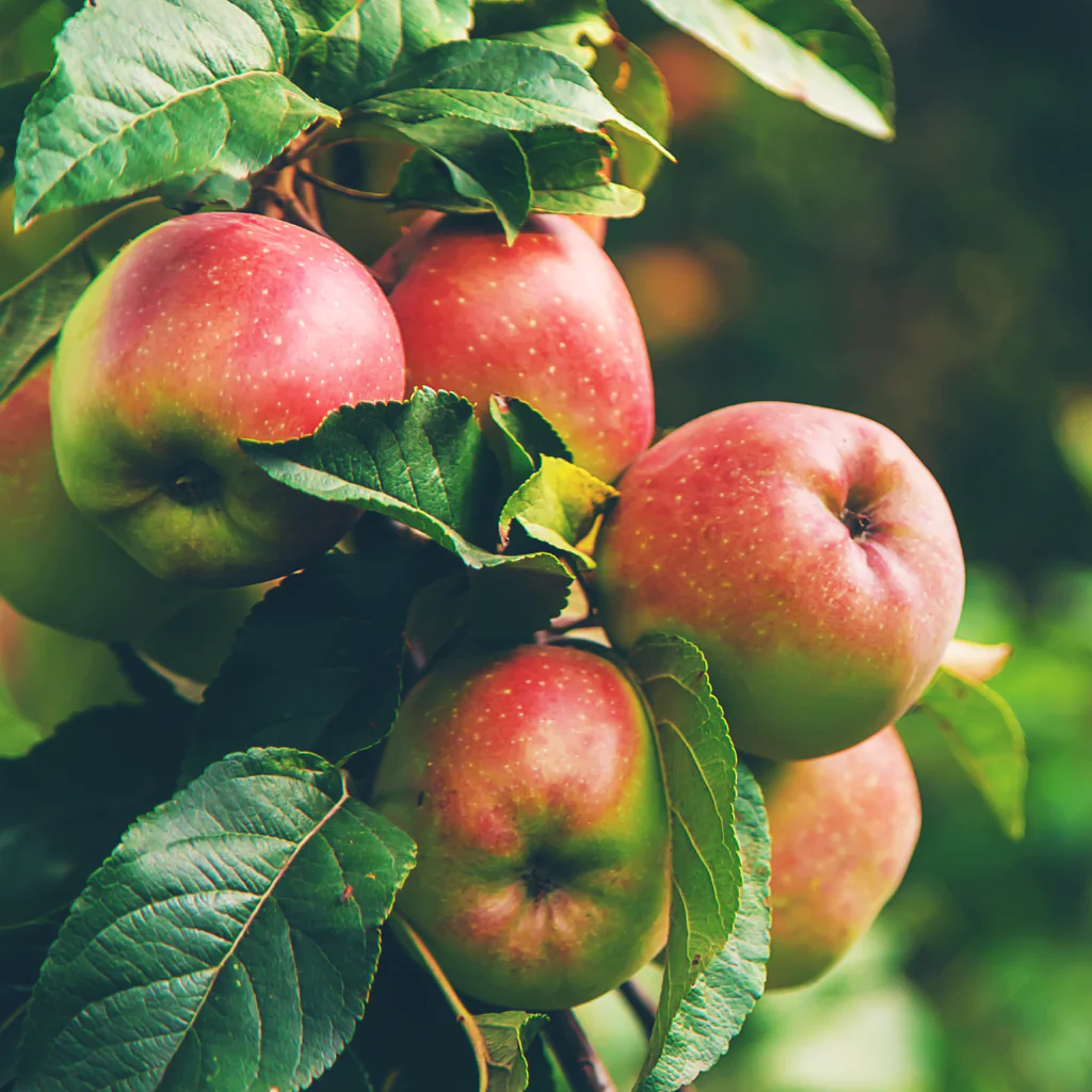 apple pectin