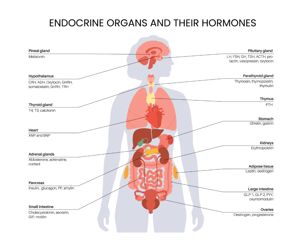 endocrine organs and their hormones