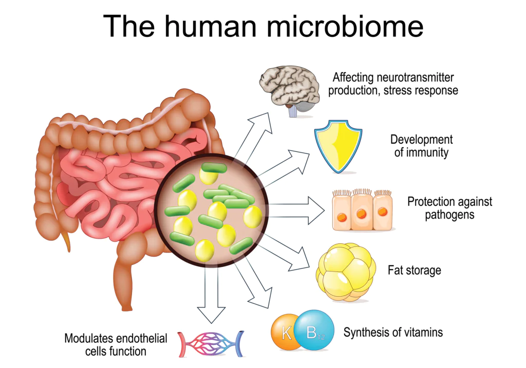 human microbiome