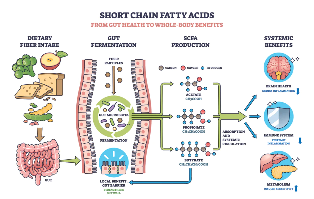 short chain fatty acids