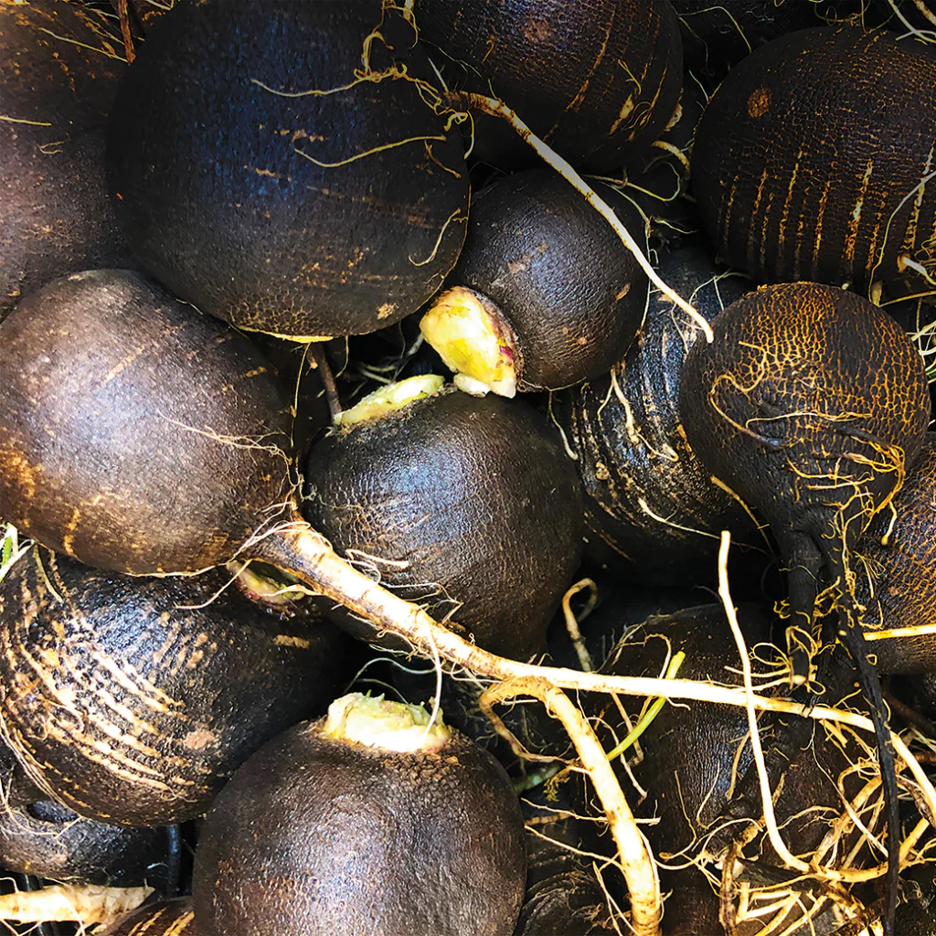 spanish black radish